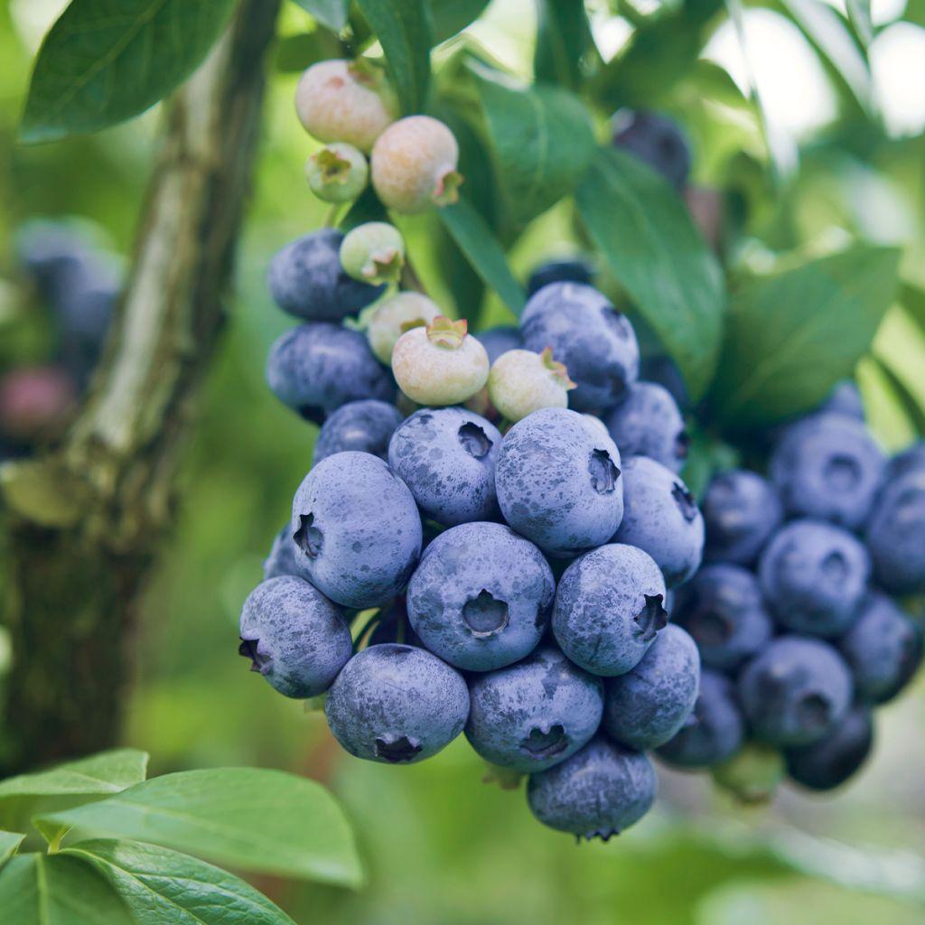 Blueberry Vaccinium Corymbosum Patriot - View 6 from www redcrocus com