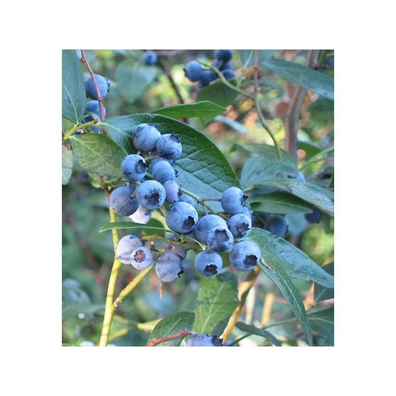 Blueberry Vaccinium Corymbosum Patriot - View 7 from www redcrocus com