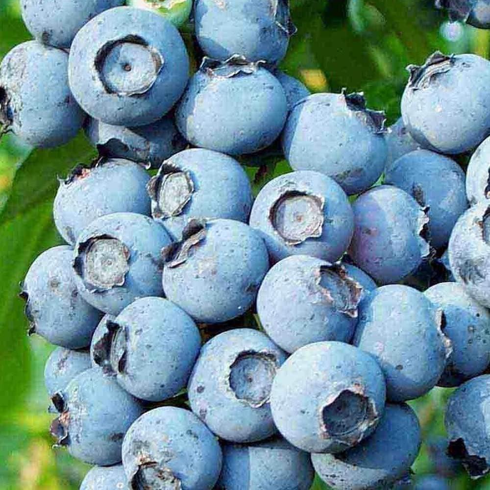 Blueberry Vaccinium Corymbosum Patriot - View 8 from www redcrocus com