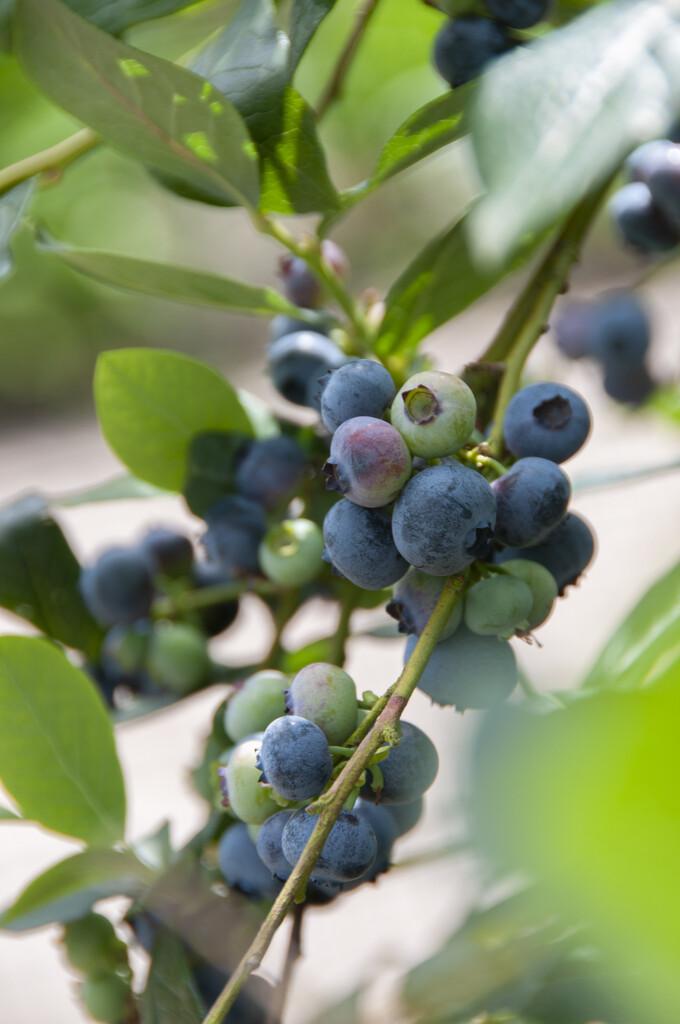 Blueberry Vaccinium Corymbosum Patriot - View 9 from www redcrocus com