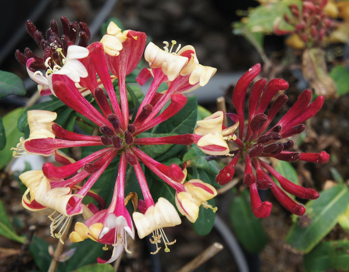 Lonicera Periclymenum 'peaches And Cream' - View 19 from www redcrocus com