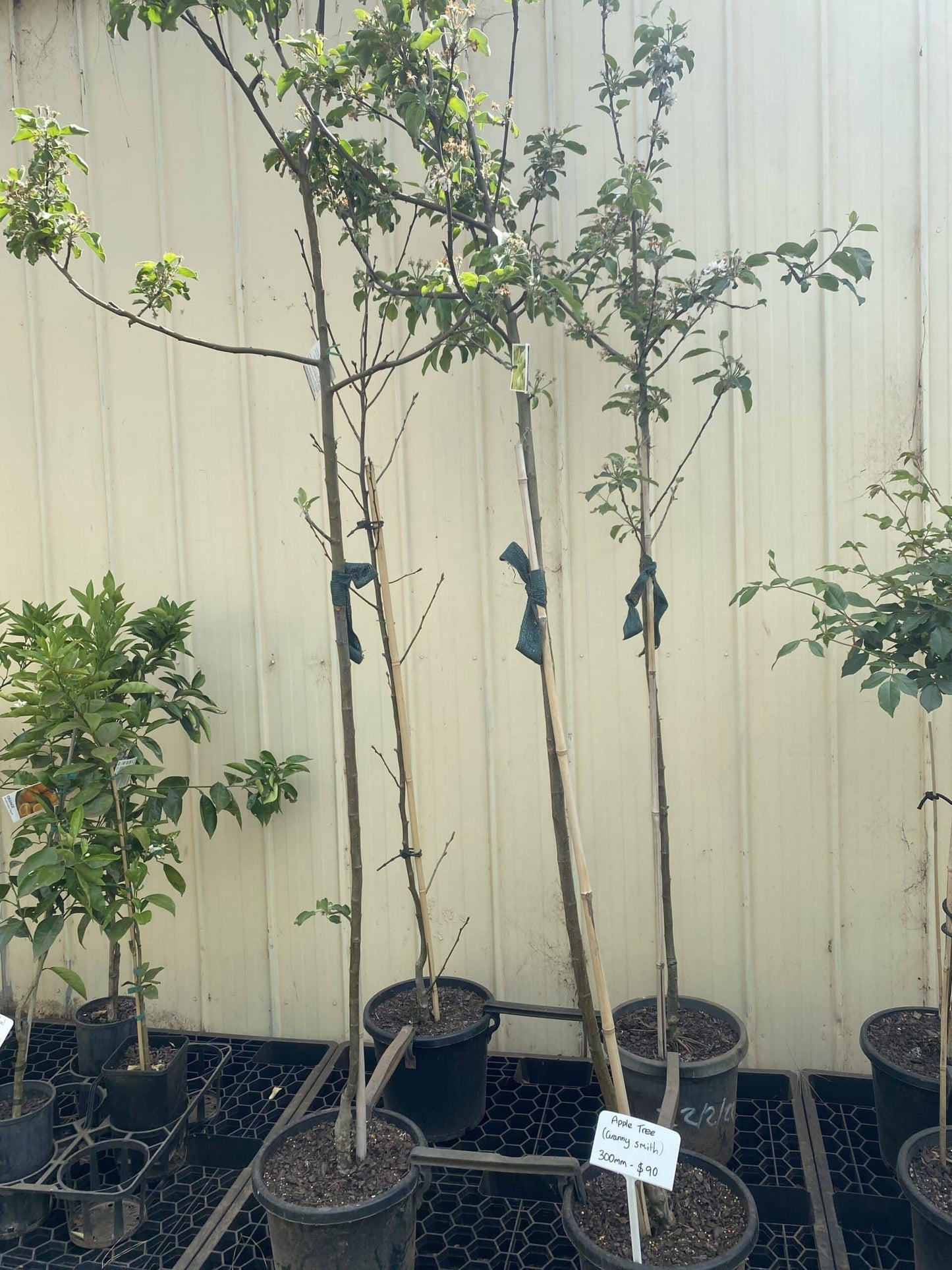 Malus Domestica Granny Smith Espalier - View 11 from www redcrocus com