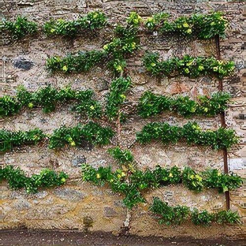 Malus Domestica Granny Smith Espalier - View 14 from www redcrocus com
