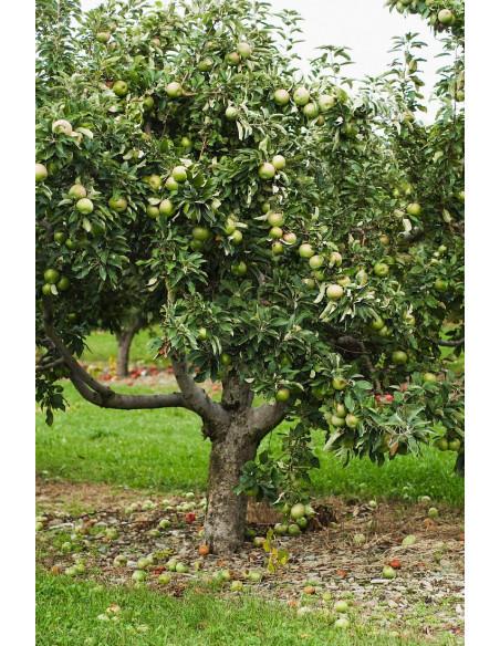 Malus Domestica Granny Smith Espalier - View 16 from www redcrocus com