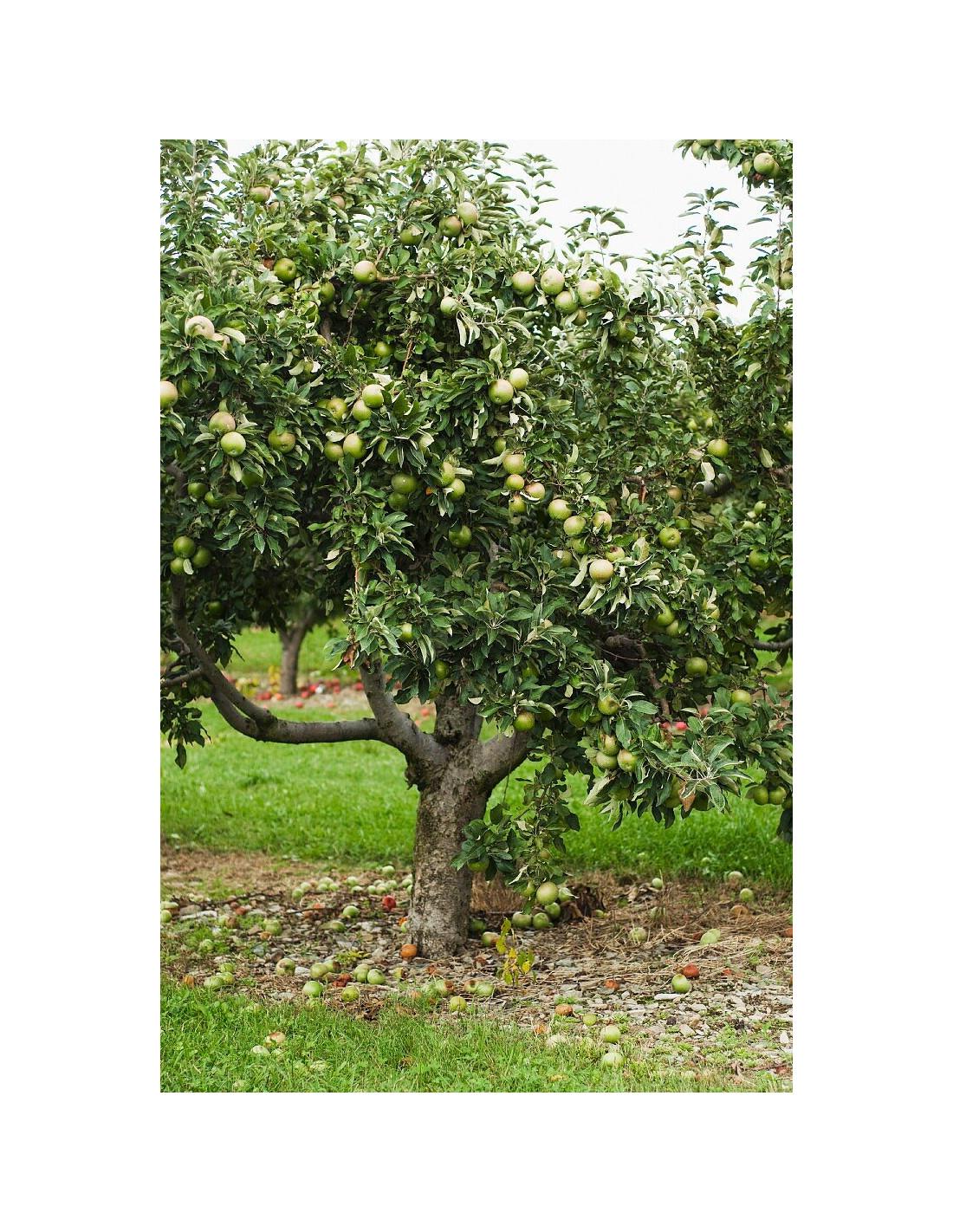 Malus Domestica Granny Smith Espalier - View 18 from www redcrocus com