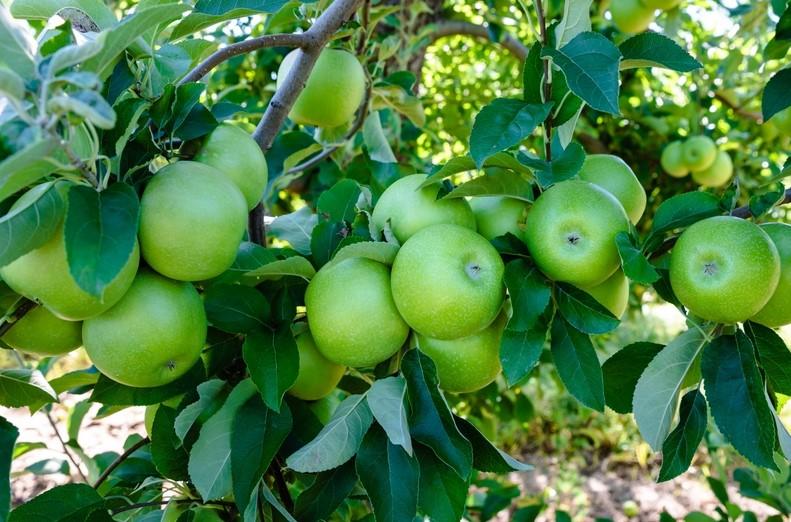 Malus Domestica Granny Smith Espalier - View 2 from www redcrocus com