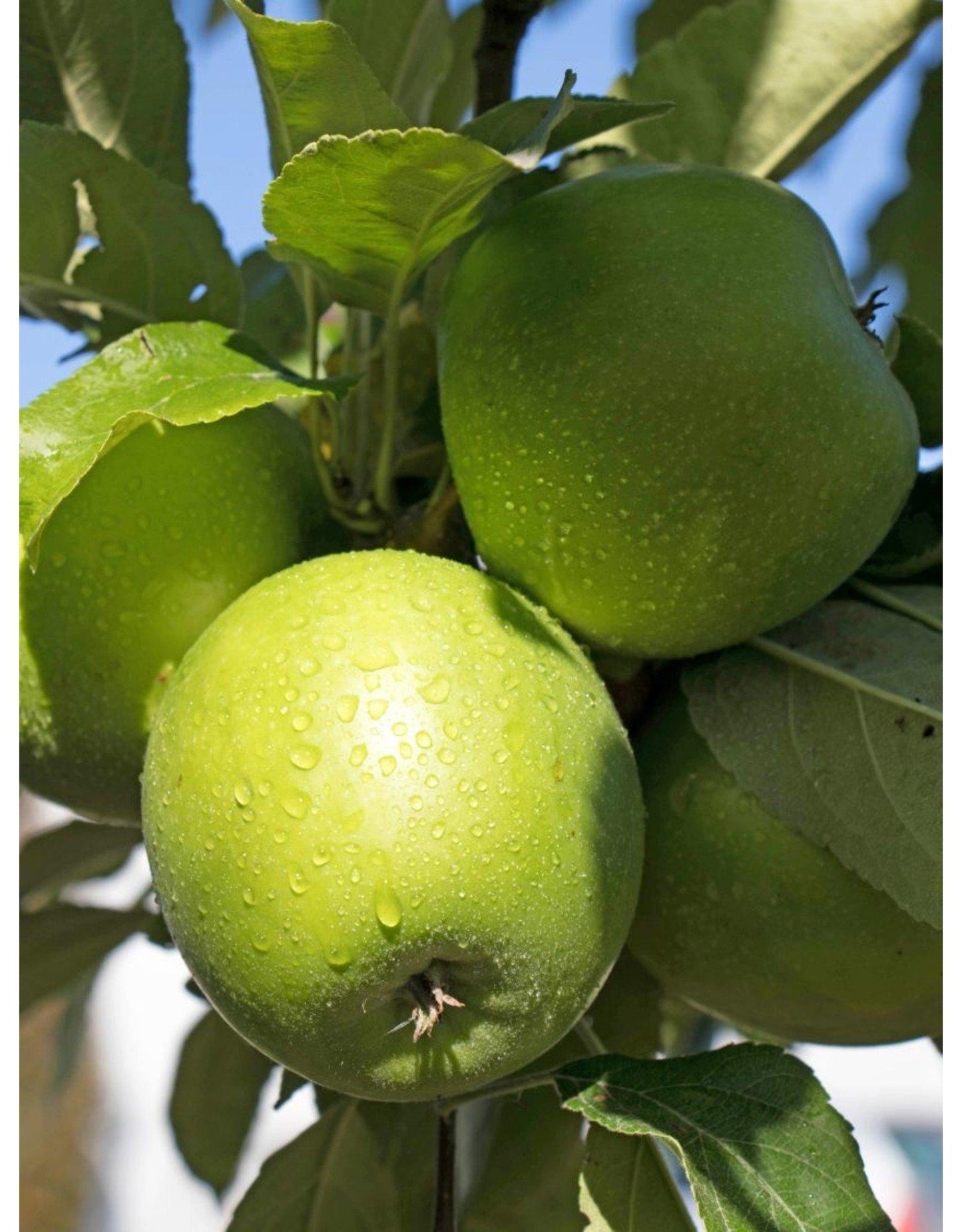 Malus Domestica Granny Smith Espalier - View 4 from www redcrocus com