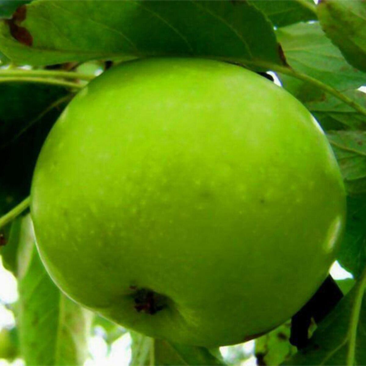 Malus Domestica Granny Smith Espalier - View 5 from www redcrocus com