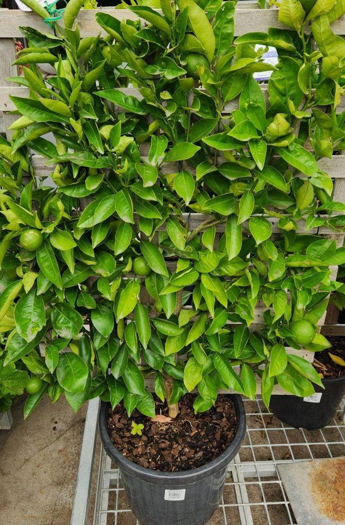 Malus Domestica Granny Smith Espalier - View 8 from www redcrocus com