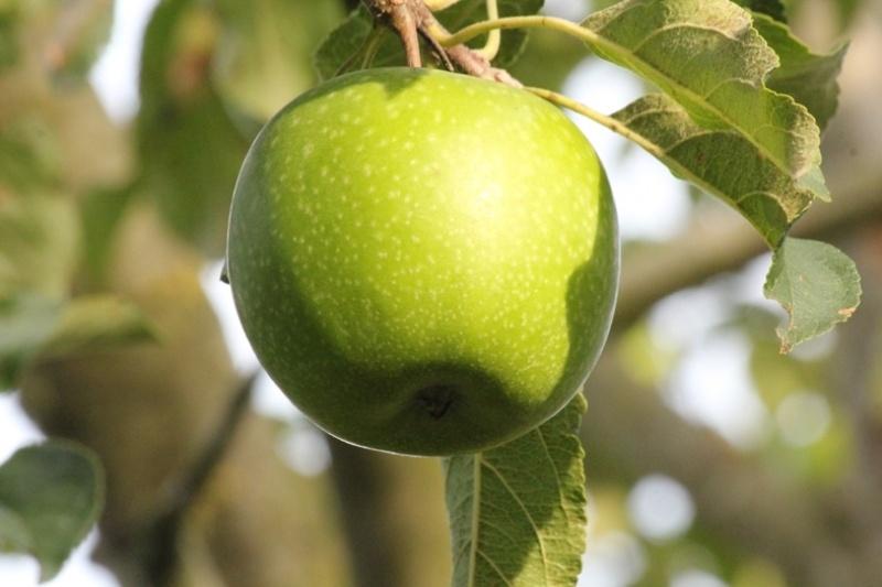 Malus Domestica Granny Smith Espalier - View 9 from www redcrocus com