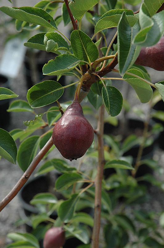 Pyrus Communis Red Bartlett Espalier - View 10 from www redcrocus com