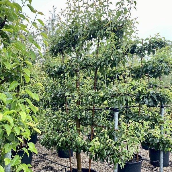 Pyrus Communis Red Bartlett Espalier - View 13 from www redcrocus com