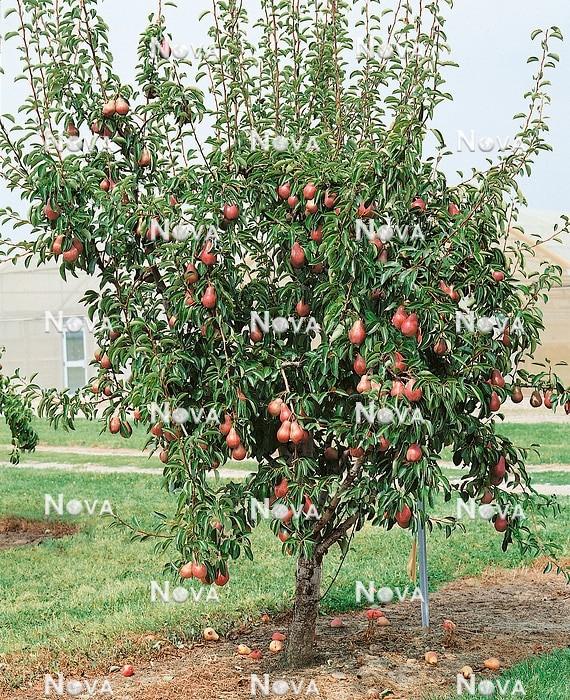Pyrus Communis Red Bartlett Espalier - View 2 from www redcrocus com