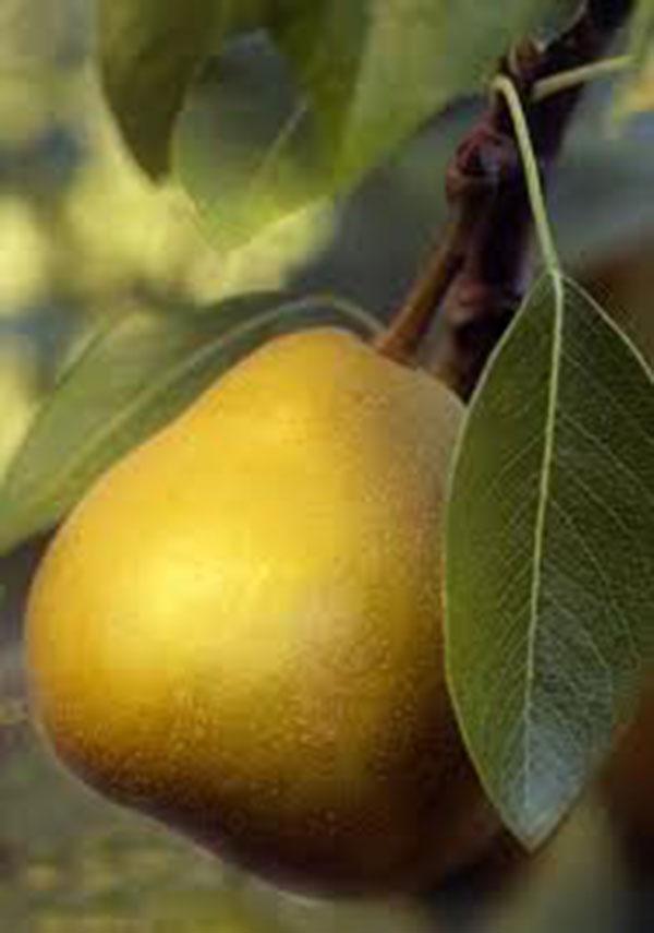 Pyrus Communis Anjou - View 7 from www redcrocus com