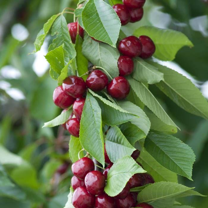 Prunus Avium Combo 4 In 1 - View 11 from www redcrocus com