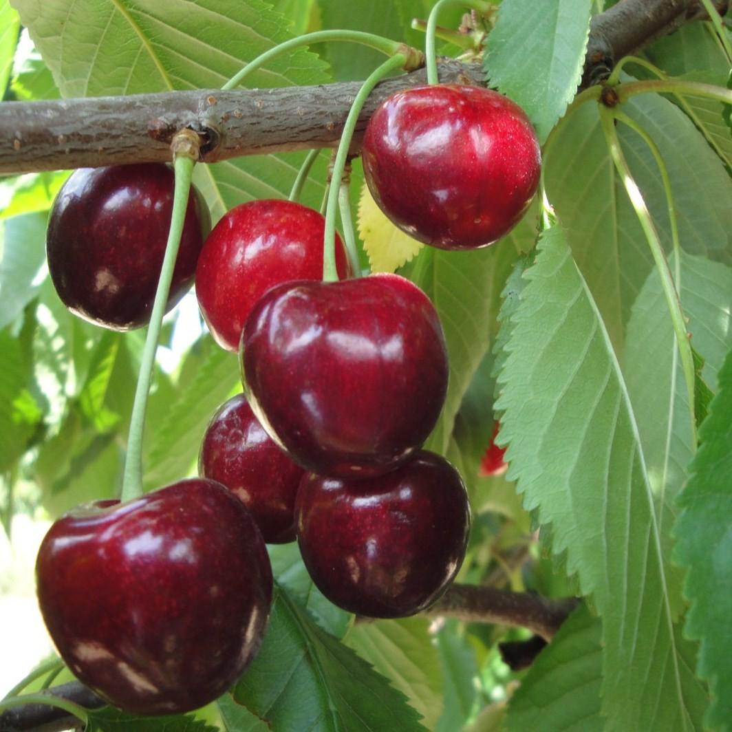 Prunus Avium Combo 4 In 1 - View 12 from www redcrocus com