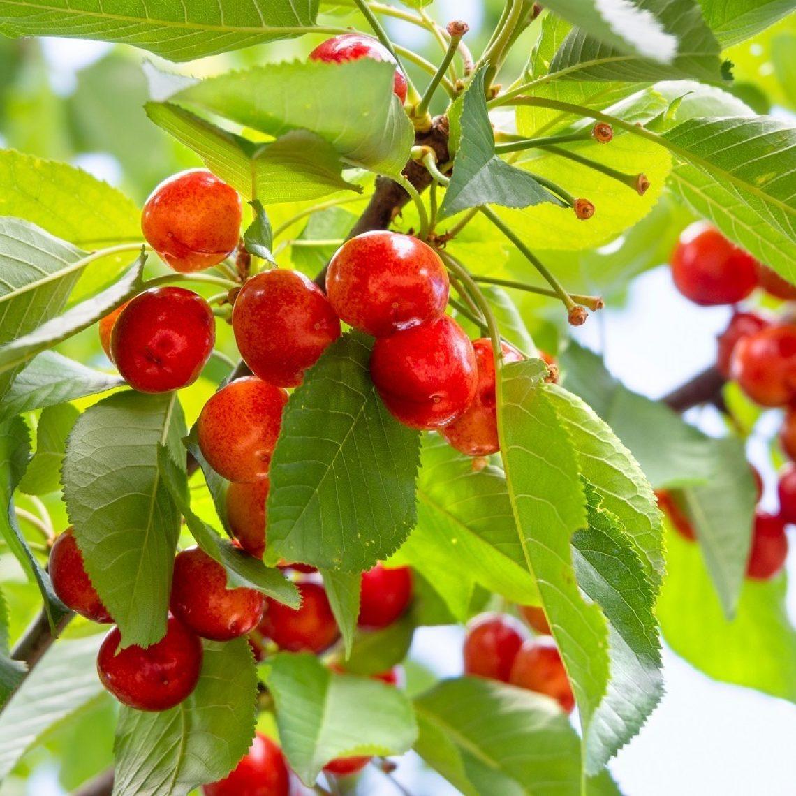 Prunus Avium Combo 4 In 1 - View 17 from www redcrocus com