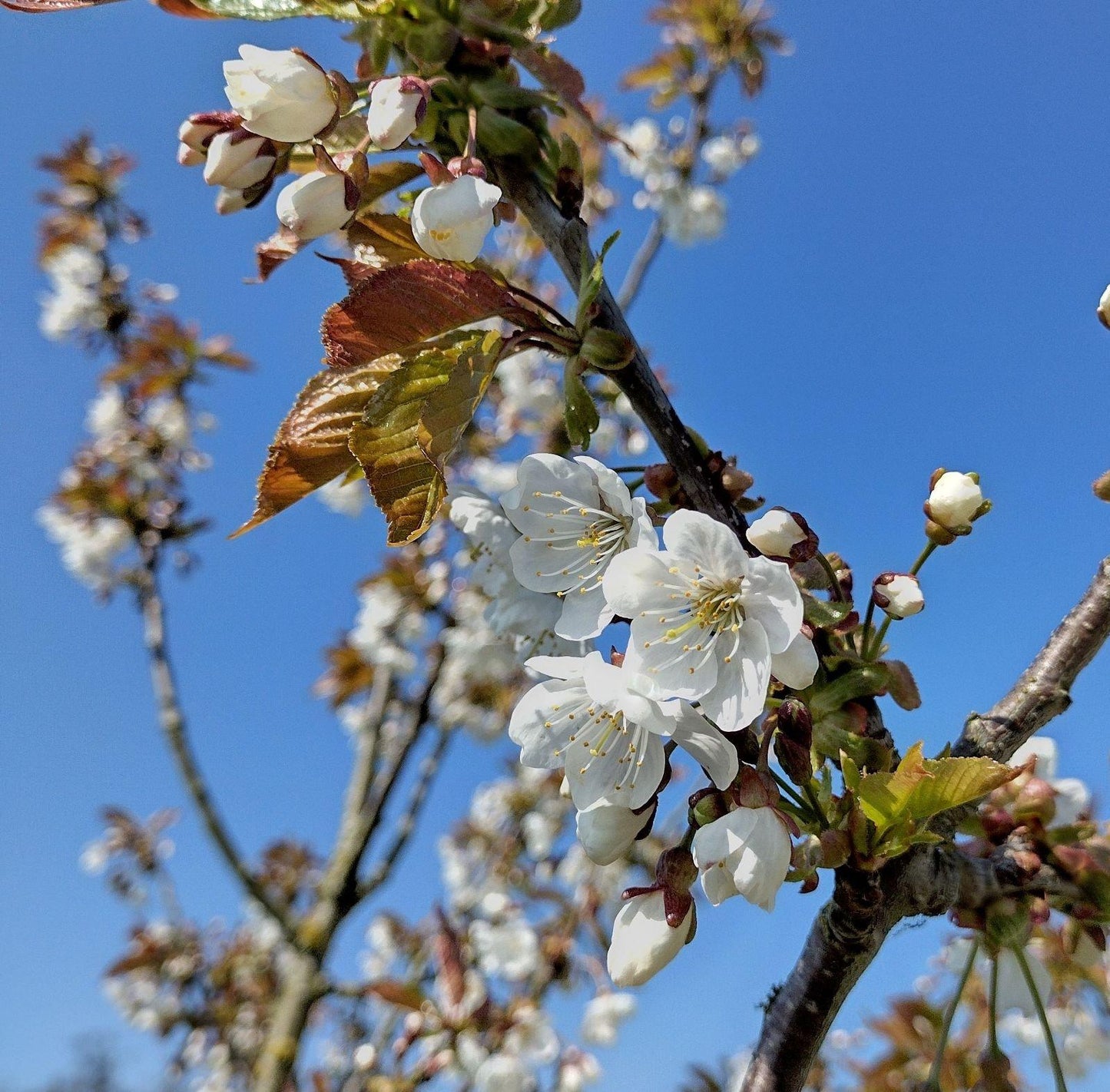 Prunus Avium Combo 4 In 1 - View 19 from www redcrocus com