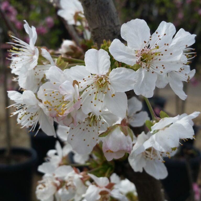 Prunus Avium Combo 4 In 1 - View 3 from www redcrocus com