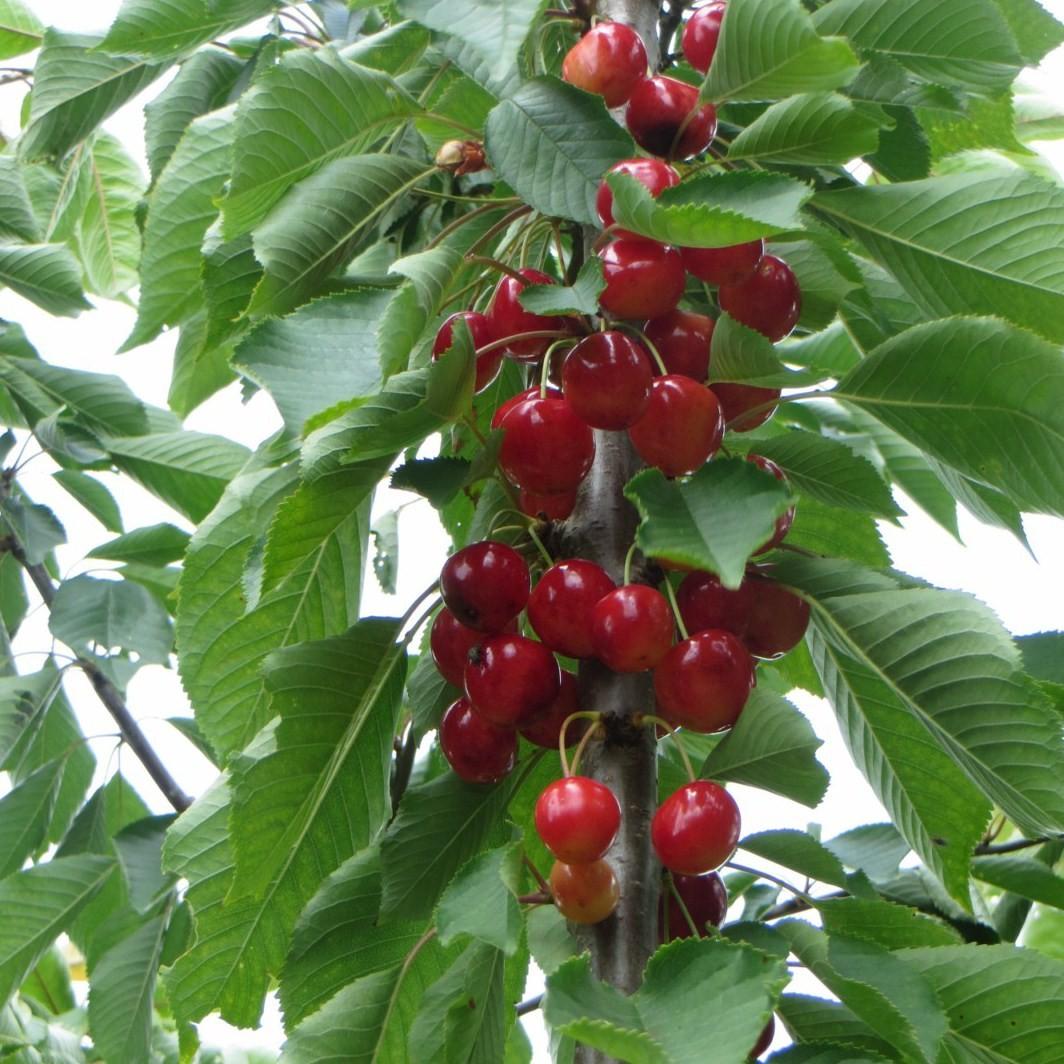 Prunus Avium Combo 4 In 1 - View 8 from www redcrocus com