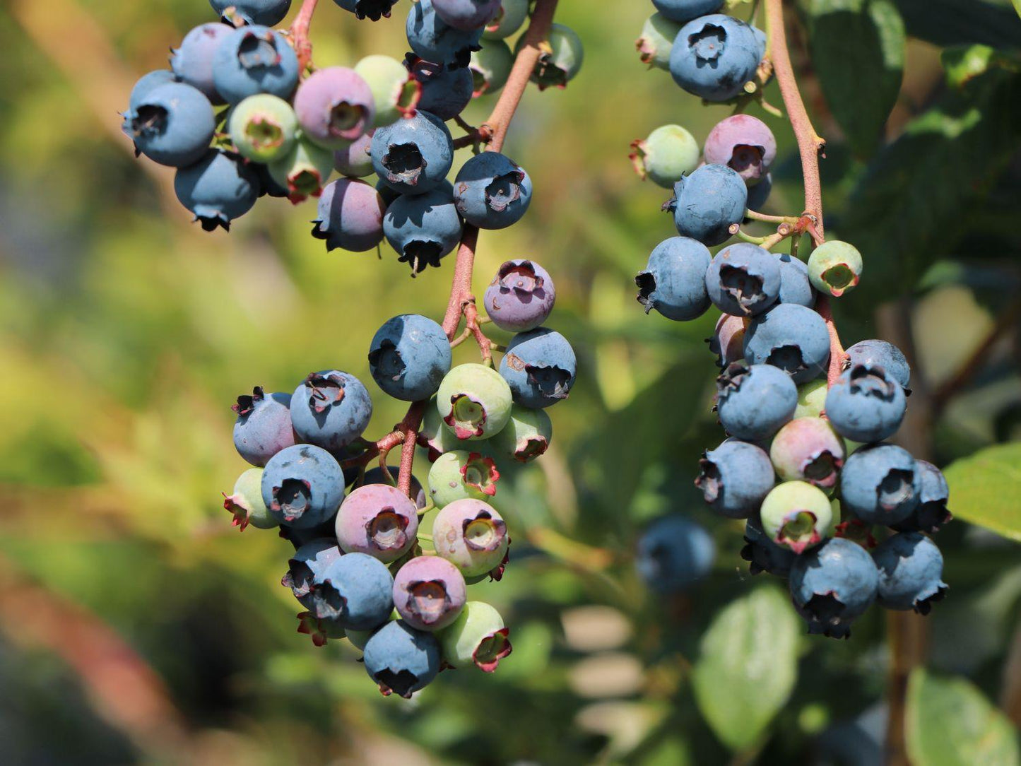 Blueberry Vaccinium Corymbosum Bluejay - View 4 from www redcrocus com