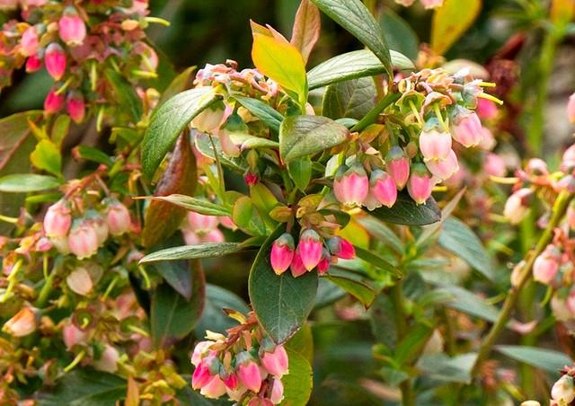 Blueberry Vaccinium Corymbosum Bluejay - View 9 from www redcrocus com