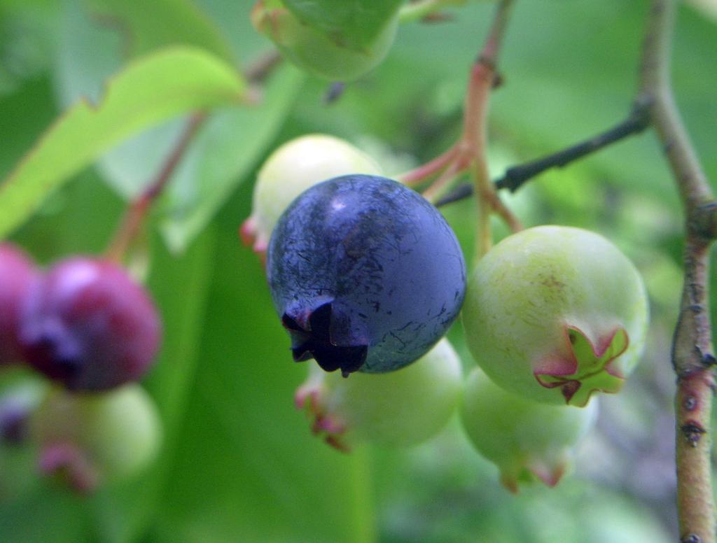 Blueberry Vaccinium Corymbosum Legacy - View 11 from www redcrocus com