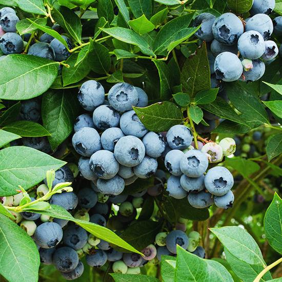Blueberry Vaccinium Corymbosum Legacy - View 12 from www redcrocus com