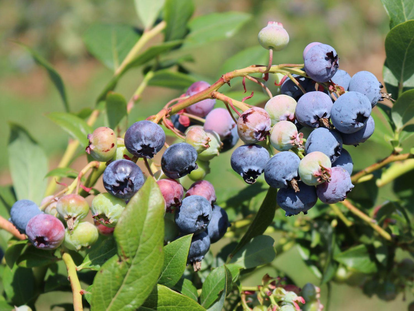 Blueberry Vaccinium Corymbosum Legacy - View 4 from www redcrocus com