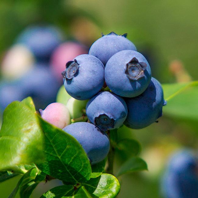Blueberry Vaccinium Corymbosum Legacy - View 5 from www redcrocus com