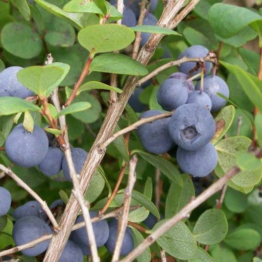 Blueberry Vaccinium Corymbosum Legacy - View 6 from www redcrocus com