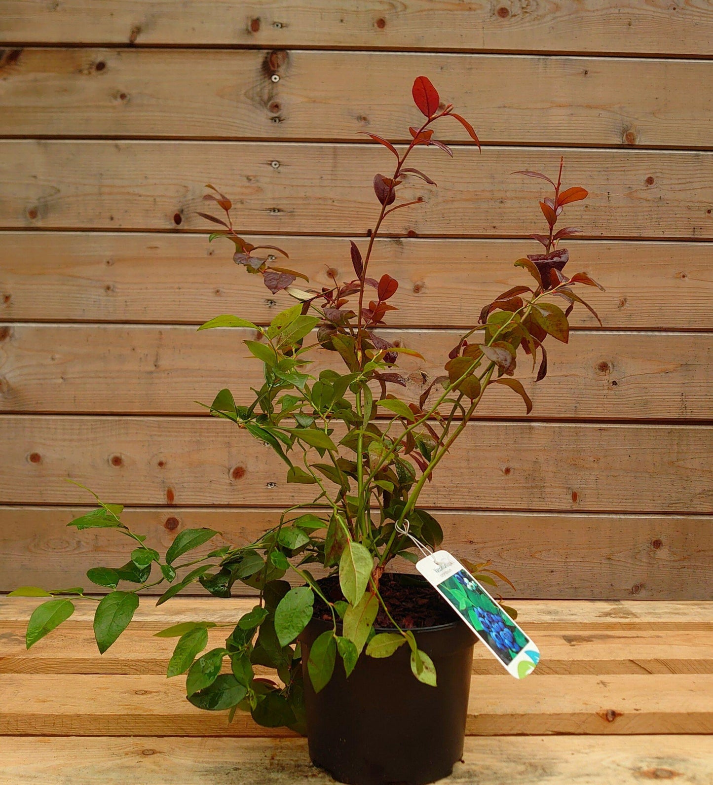 Blueberry Vaccinium Corymbosum Legacy - View 7 from www redcrocus com