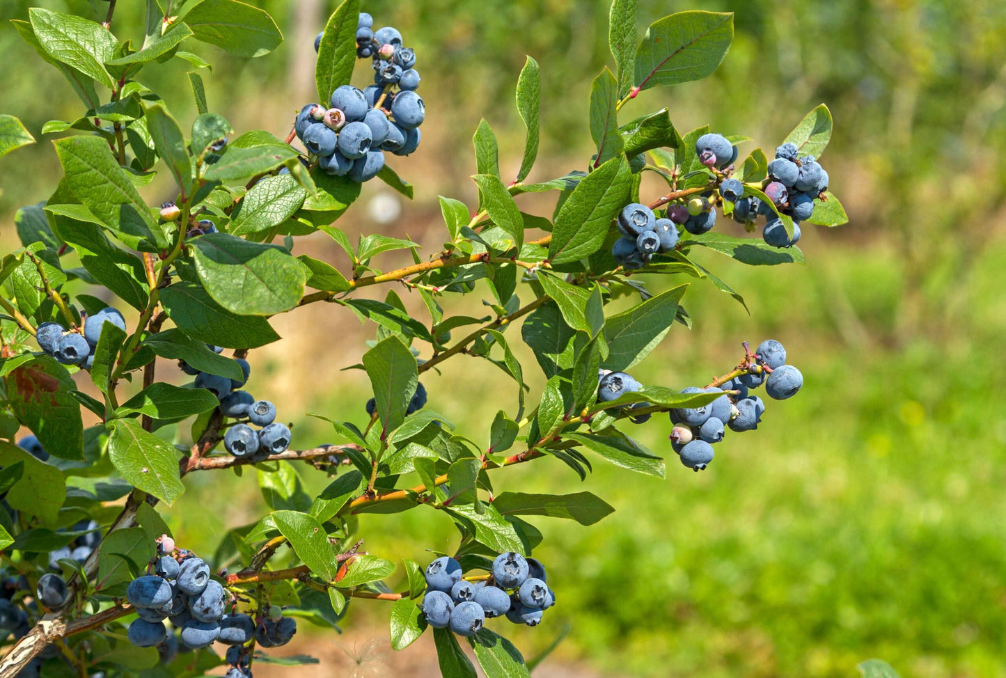 Blueberry, Vaccinium Corymbosum - View 9 from www redcrocus com