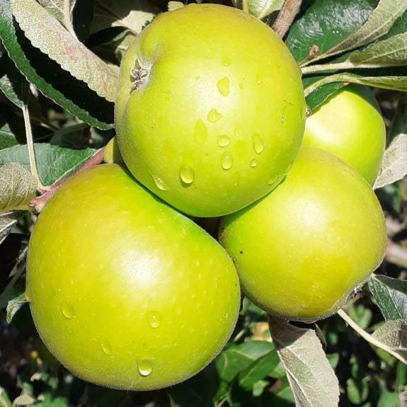 Malus Domestica Granny Smith - View 15 from www redcrocus com
