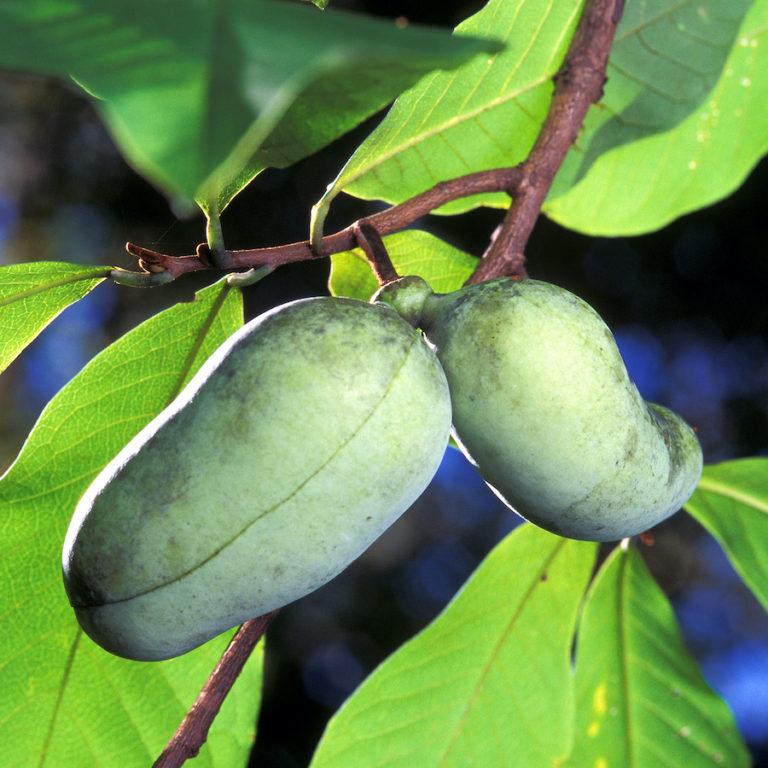 Asimina Triloba Pawpaw Single Stem - View 10 from www redcrocus com