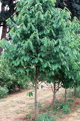 Asimina Triloba Pawpaw Single Stem - View 12 from www redcrocus com