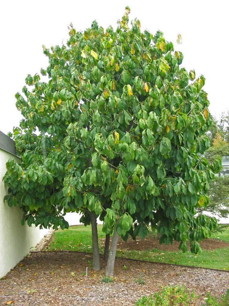 Asimina Triloba Pawpaw Single Stem - View 16 from www redcrocus com