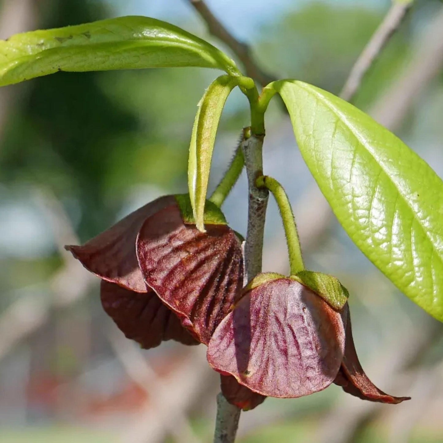 Asimina Triloba Pawpaw Single Stem - View 2 from www redcrocus com
