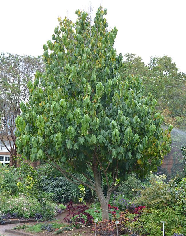 Asimina Triloba Pawpaw Single Stem - View 3 from www redcrocus com