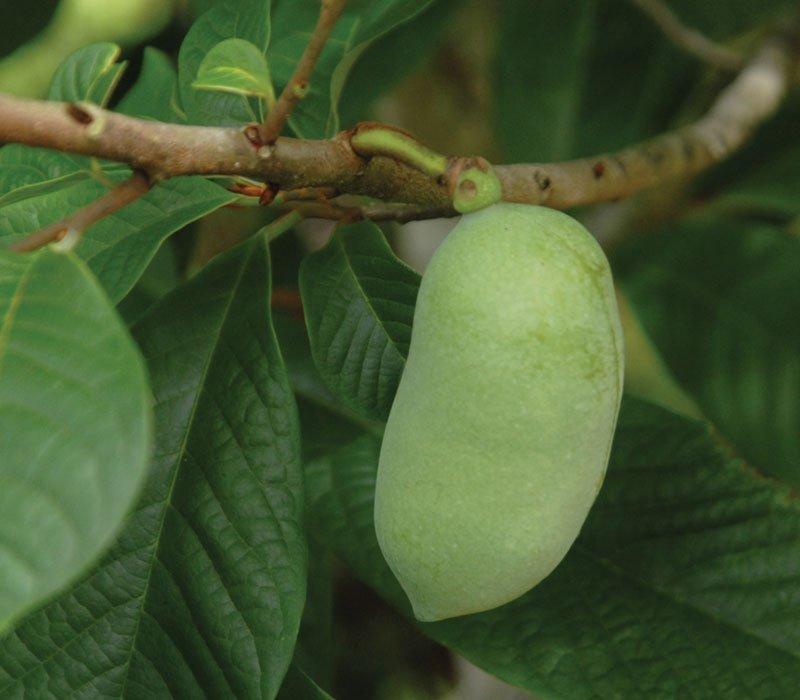 Asimina Triloba Pawpaw Single Stem - View 4 from www redcrocus com