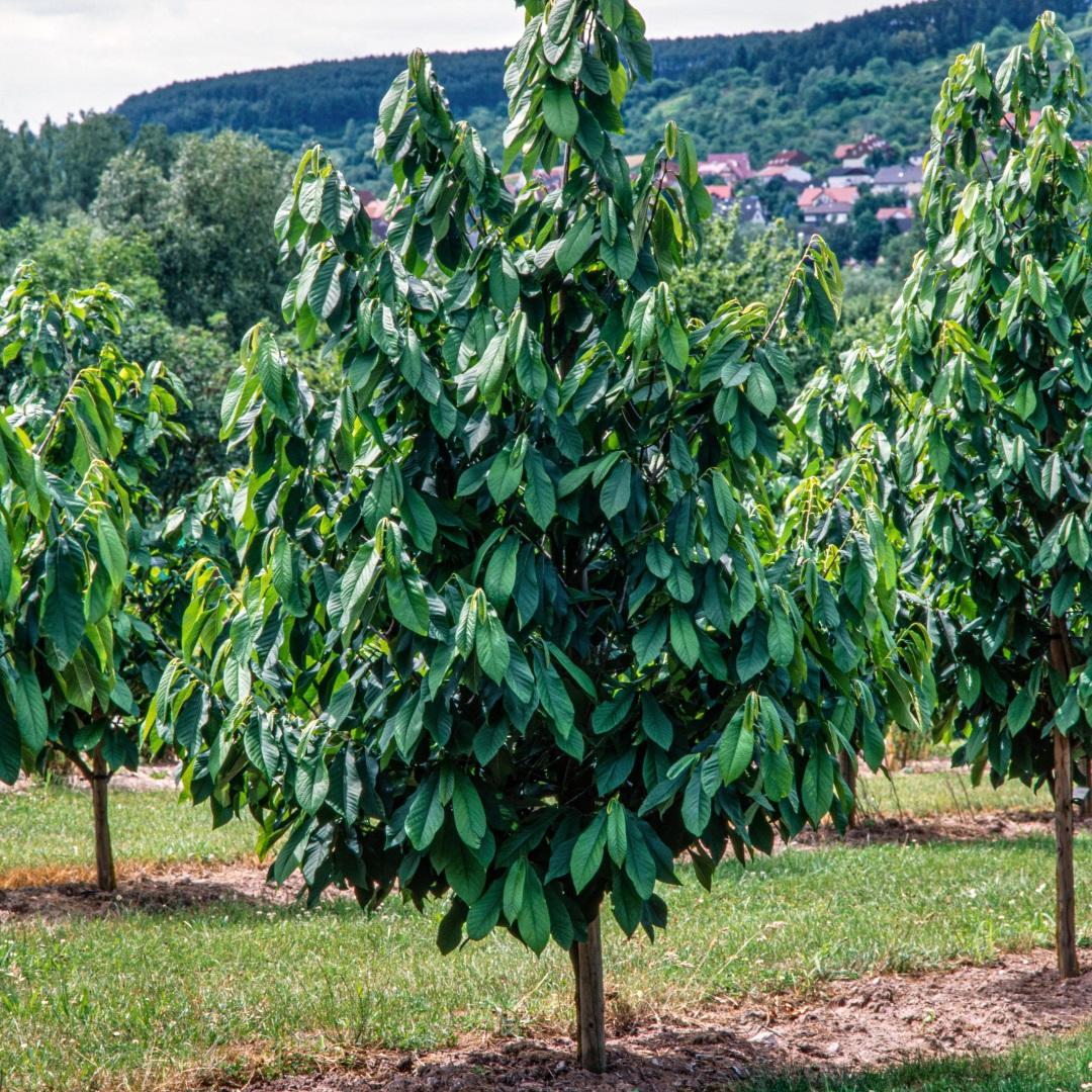 Asimina Triloba Pawpaw Single Stem - View 5 from www redcrocus com