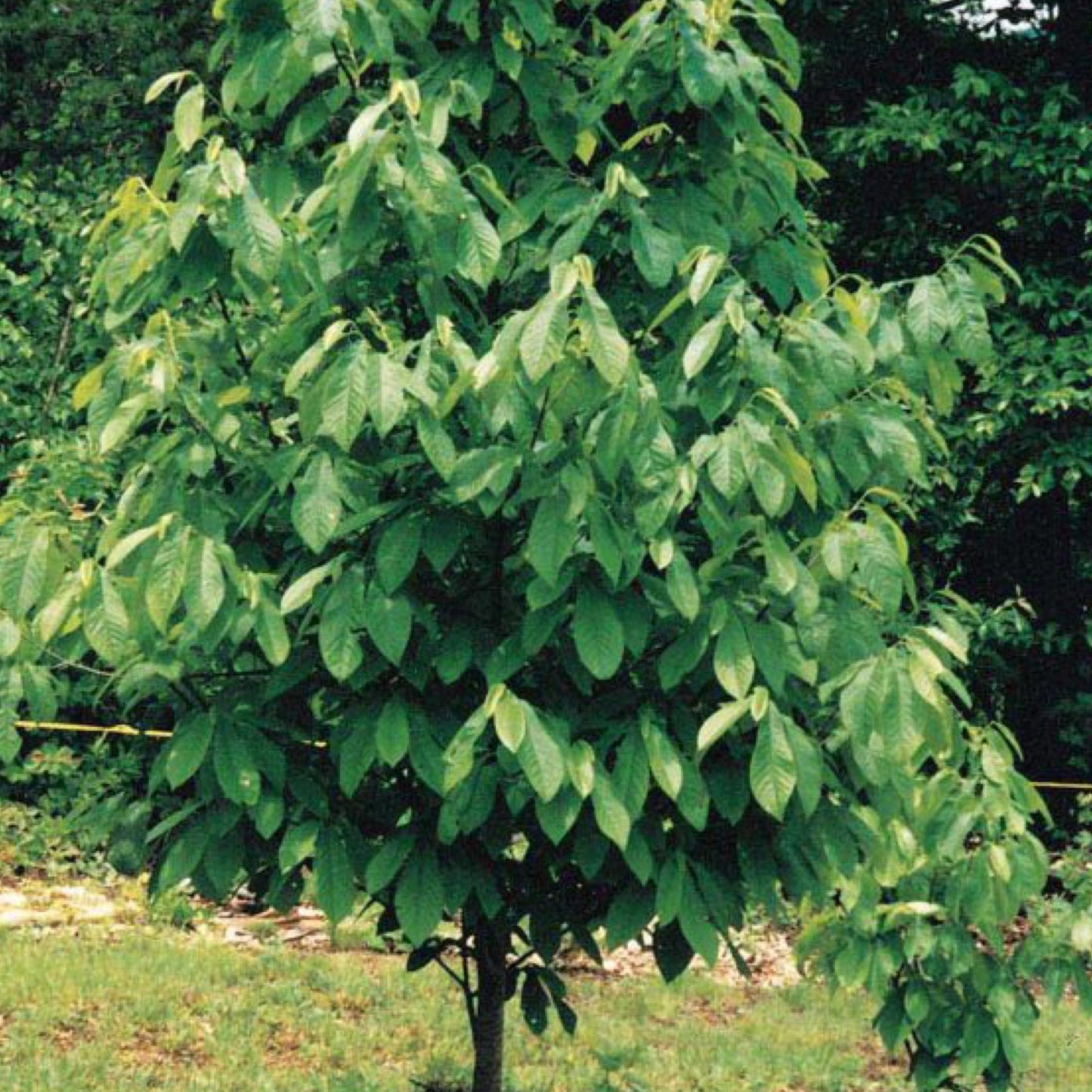 Asimina Triloba Pawpaw Single Stem - View 6 from www redcrocus com
