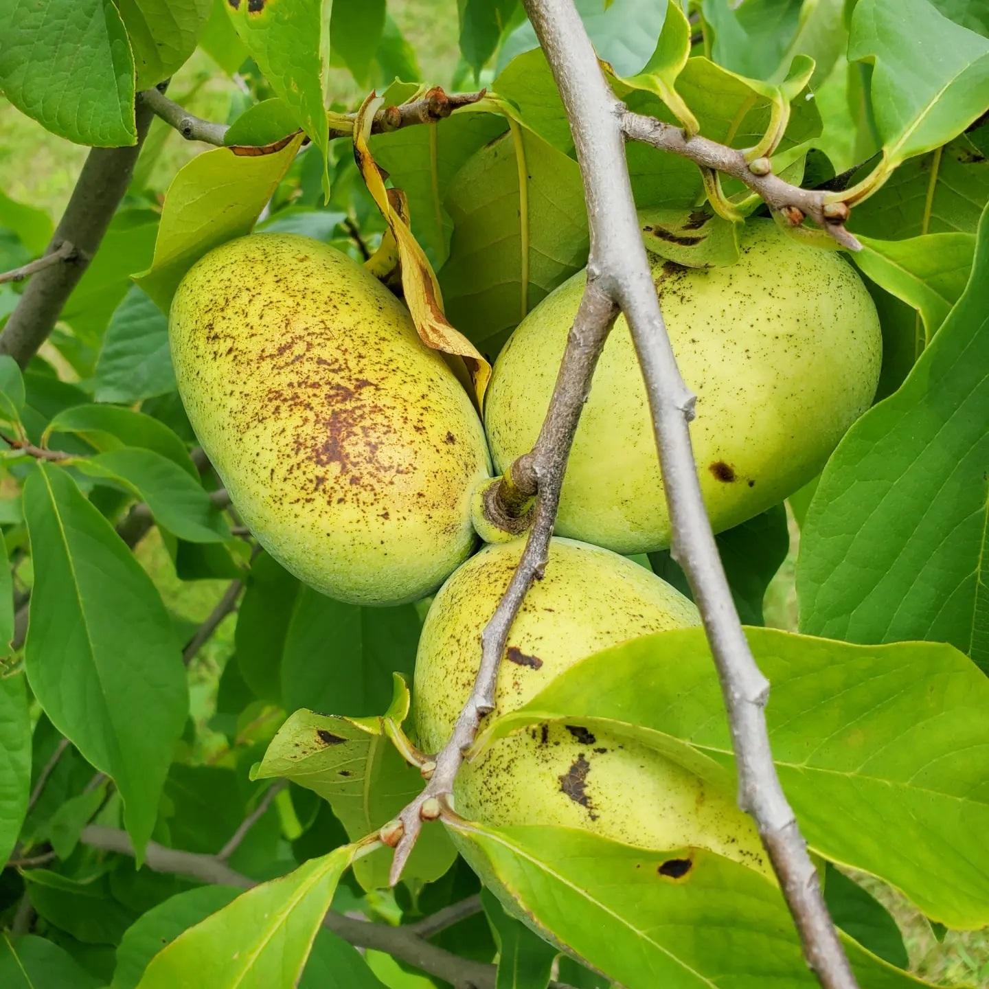 Asimina Triloba Pawpaw Single Stem - View 7 from www redcrocus com
