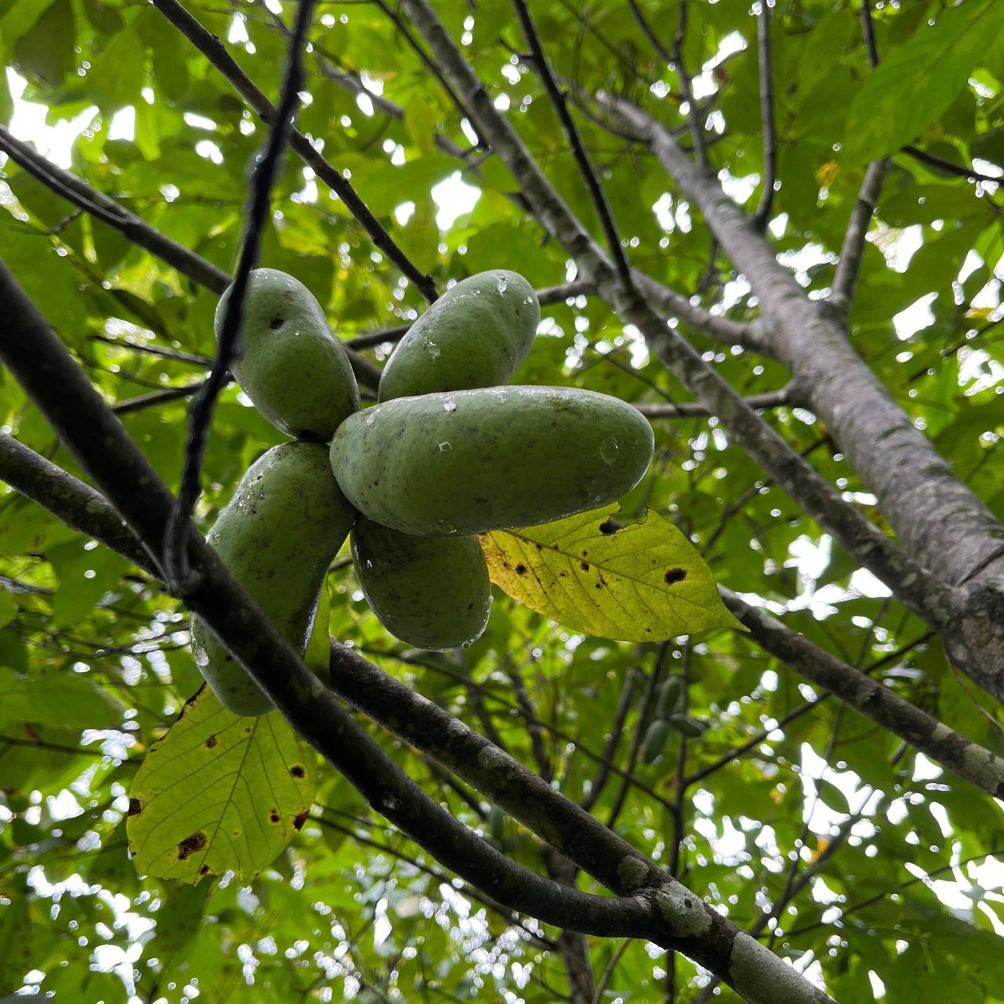 Asimina Triloba Pawpaw Single Stem - View 8 from www redcrocus com