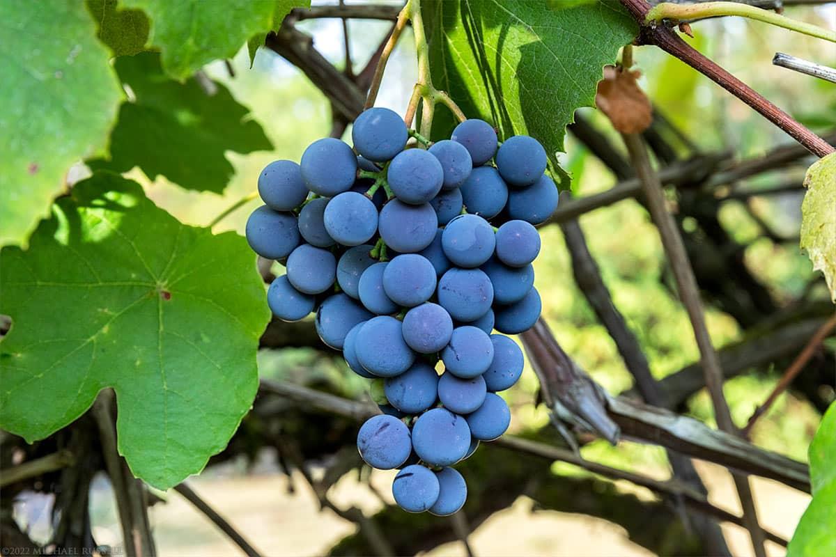 Vitis Labrusca Concord Grape - View 11 from www redcrocus com