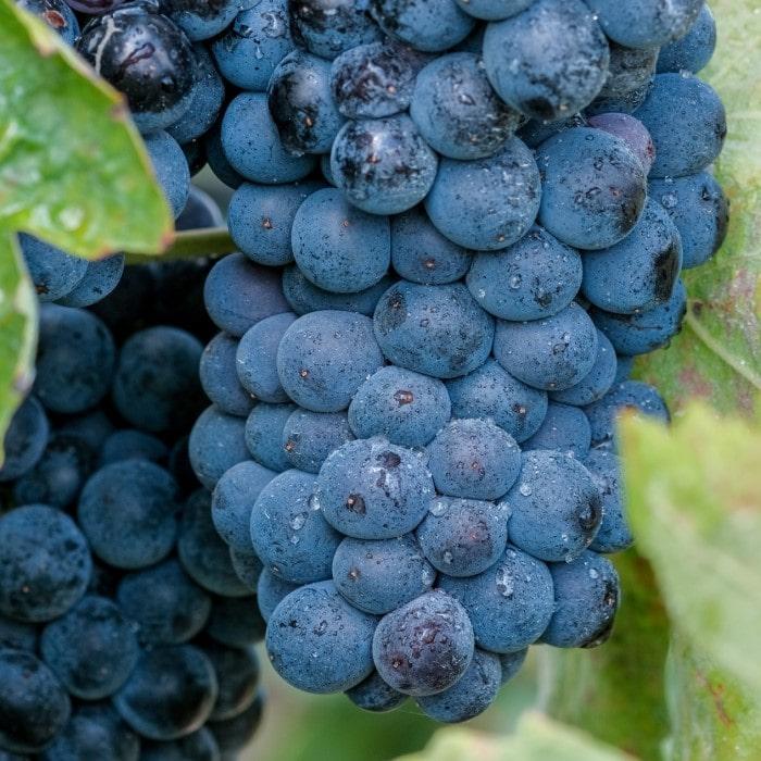 Vitis Labrusca Concord Grape - View 13 from www redcrocus com