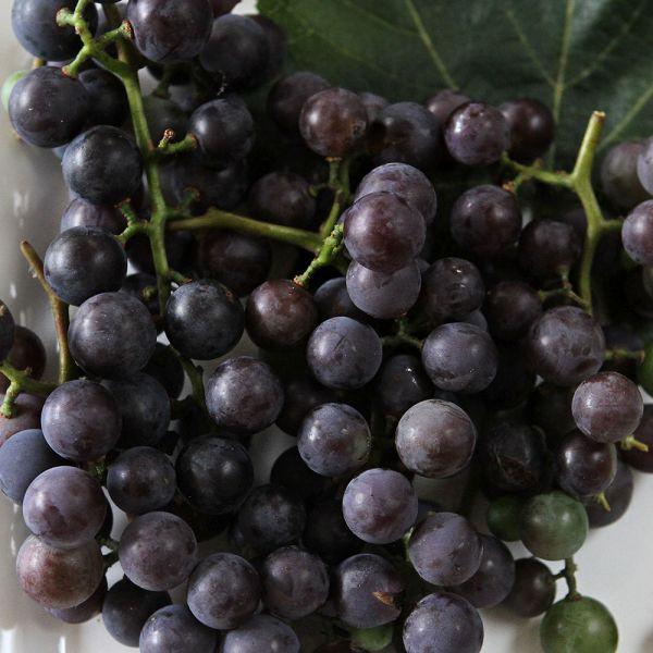 Vitis Labrusca Concord Grape - View 15 from www redcrocus com