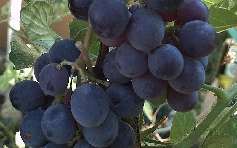 Vitis Labrusca Concord Grape - View 4 from www redcrocus com