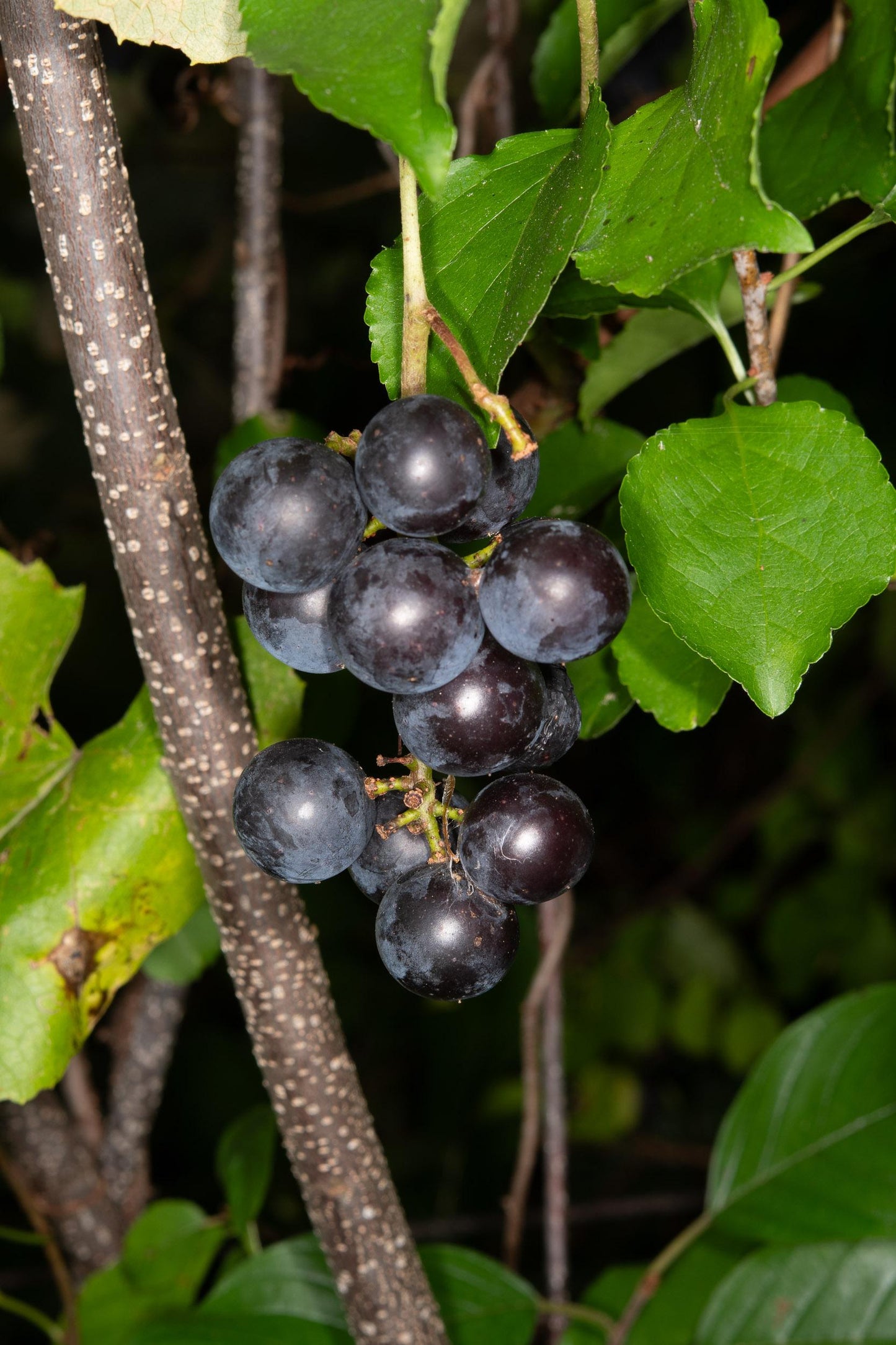 Vitis Labrusca Concord Grape - View 5 from www redcrocus com