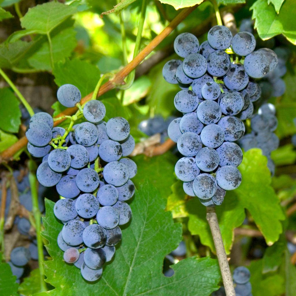 Vitis Labrusca Concord Grape - View 7 from www redcrocus com